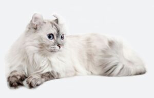American-Curl